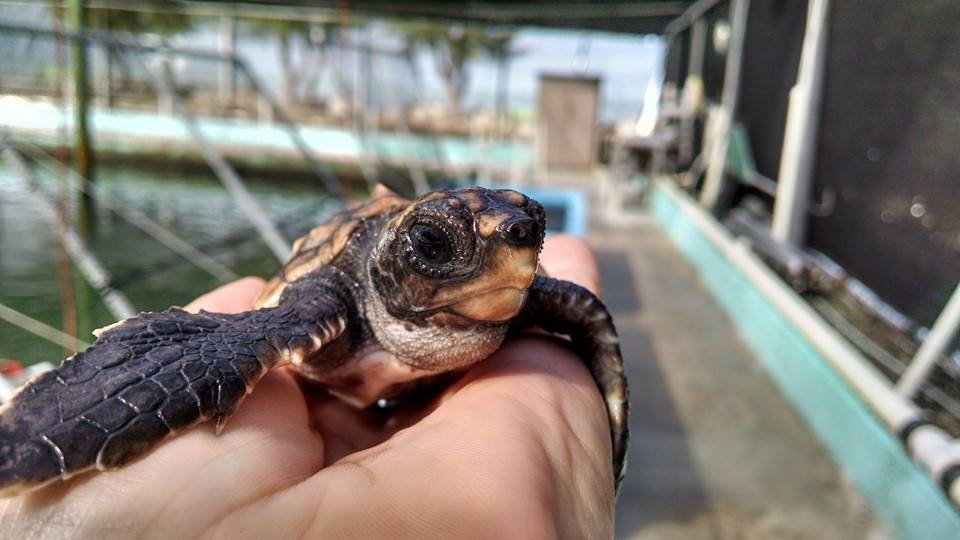 baby turtle in someones hand
