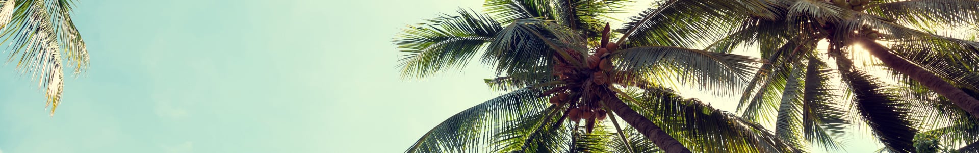 The Palm Trees at Isla Bella's New Beach Resort in the Florida Keys