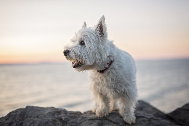 small white dog stood on a rock overlooking ocean
