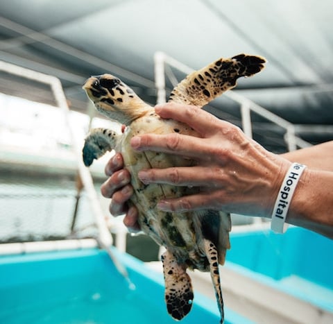 hands holding a sea turtle