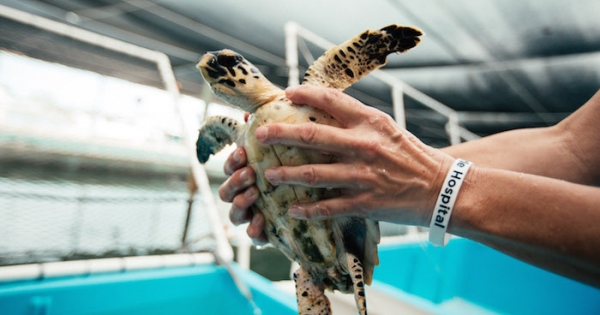 hands holding a sea turtle