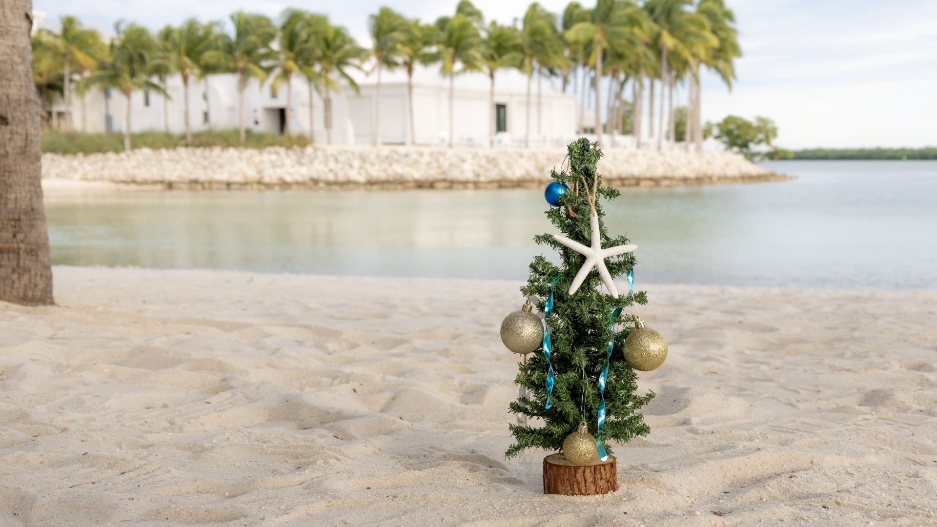 small christmas tree on a beach